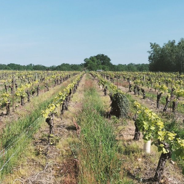 Le vignoble nantais